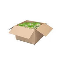 Carton de 50 sardines africana